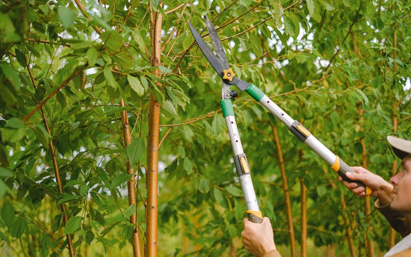 Tree trimming in Wiota, IA